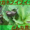 ドウガネブイブイの生態を解説！害虫としての一面や餌・飼育方法など詳しく解説！